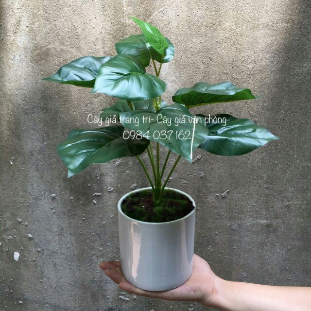Chậu cây giả và đá