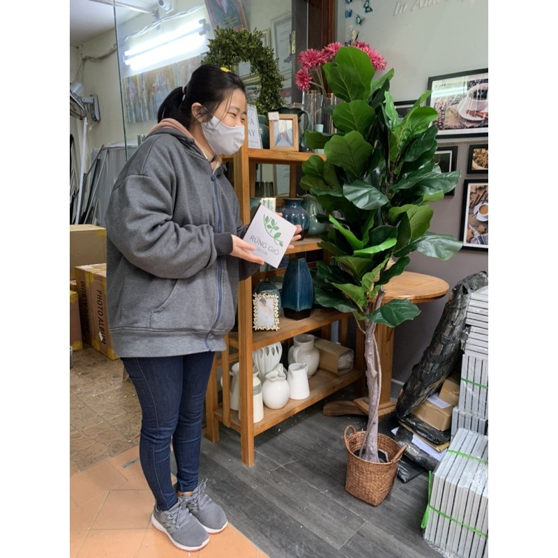 Cây bàng Singapore - Cây giả Decor trang trí - nhiều size to nhỏ lựa chọn