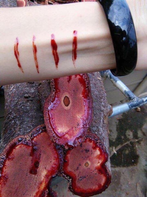 Cỏ máu tăng cân gia truyền 1 kg=10 gói dễ sử dụng