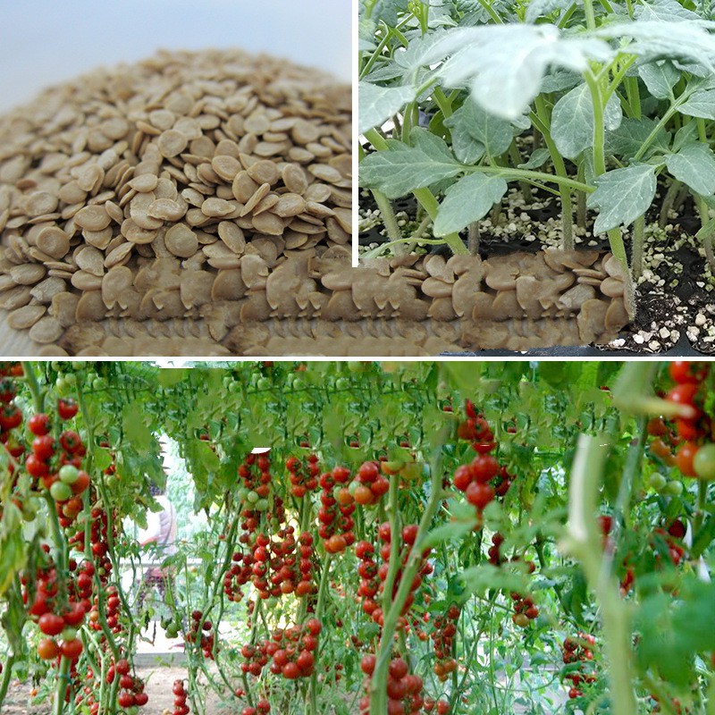 Tổng hợp hạt giống cà chua các loại phổ biến Việt Nam