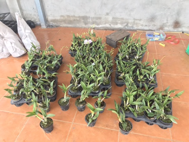Hoa lan chớp enobi