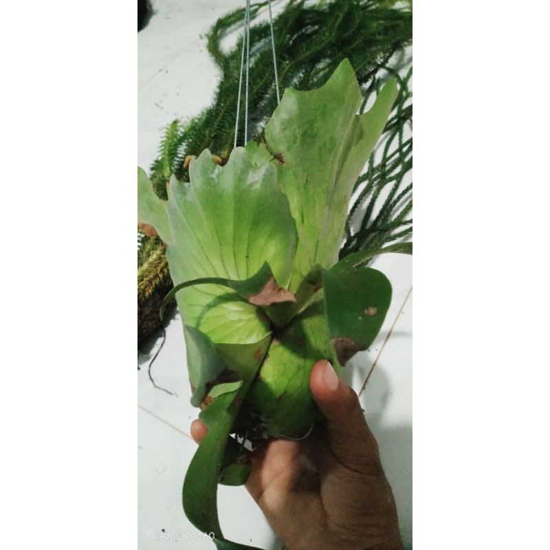 Cây Ổ Rồng
