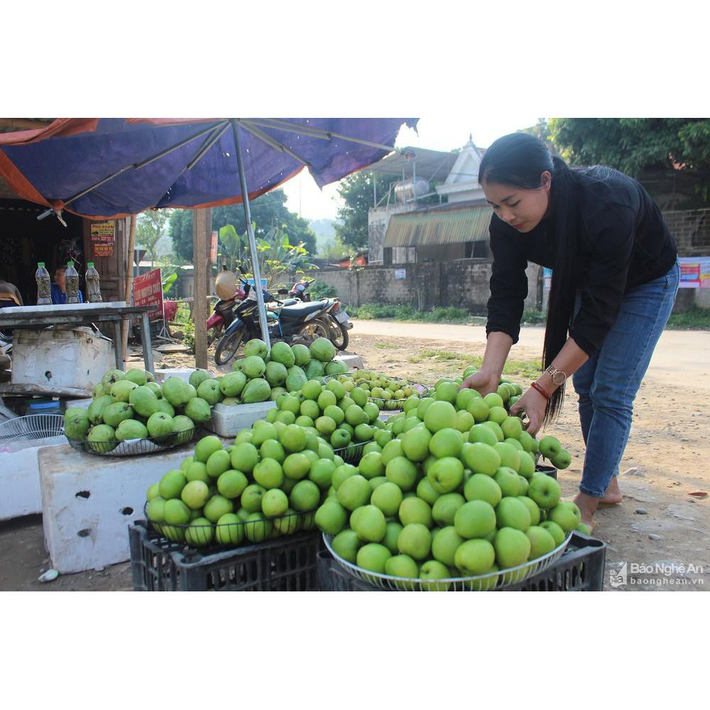 Cây táo đại - Trung Tâm Giống NUA + Tặng 01 cây dâu da đất ( bòn bon)