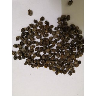 1 Lạng hạt giống đu đủ lùn siêu trái