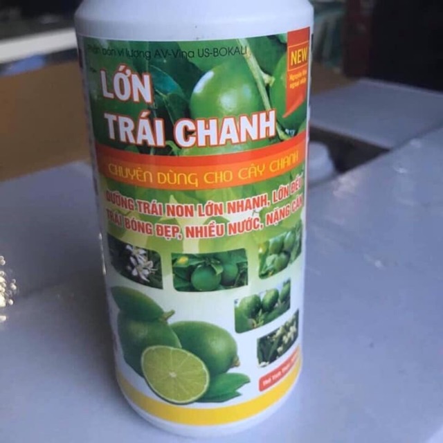 Lớn Trái Chanh