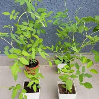 Cây giống hoa đậu biếc leo giàn .