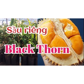 Cây giống sầu riêng black thorn