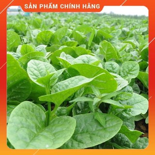 100 hạt giống cây rau mồng tơi cao sản, dễ trồng,giàu dinh dưỡng
