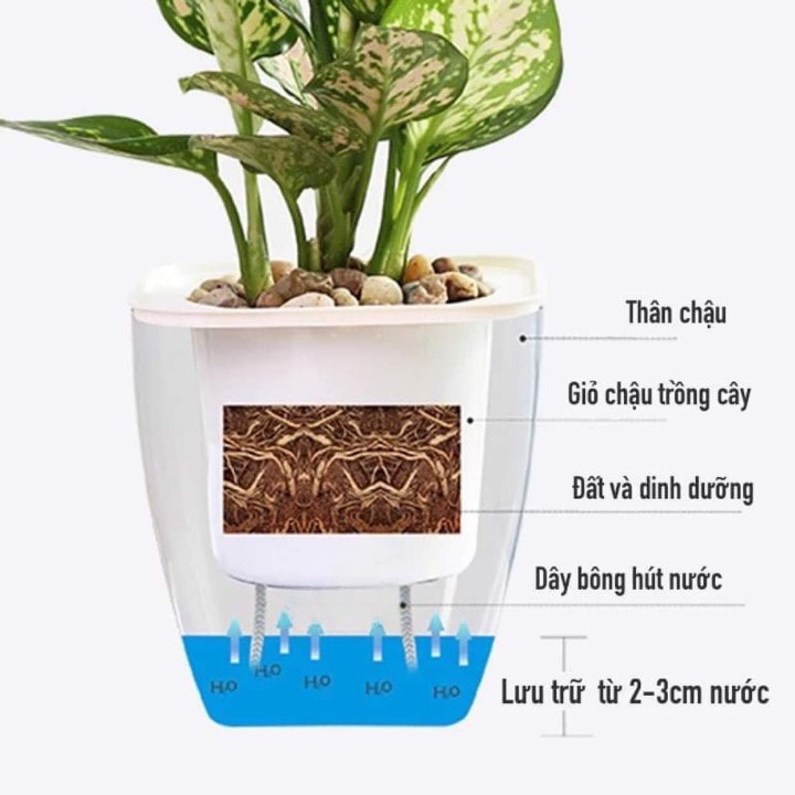 Chậu trồng cây đẹp để bàn Oliz-G1 tự tưới nước cho cây