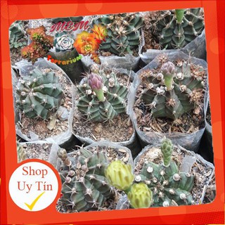 xương rồng Gym🍏 |FREESHIP| 🔥 XỨ NÓNG, ĐÃ THUẦN KHÍ HẬU, KHOẺ ĐẸP 🍏 LỖI 1 ĐỔI 1