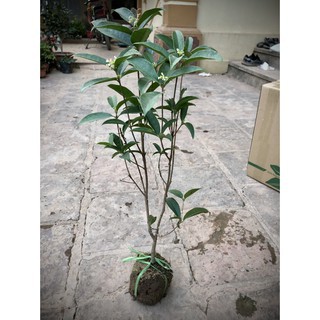 Cây hoa Mộc Hương giống