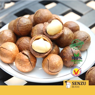 Hạt Macca Nứt Vỏ Size Lớn (Macadamia Nuts) - Senzu Beans