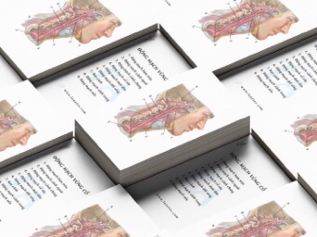 Combo 5 tập sổ tay FA// flashcard anatomy