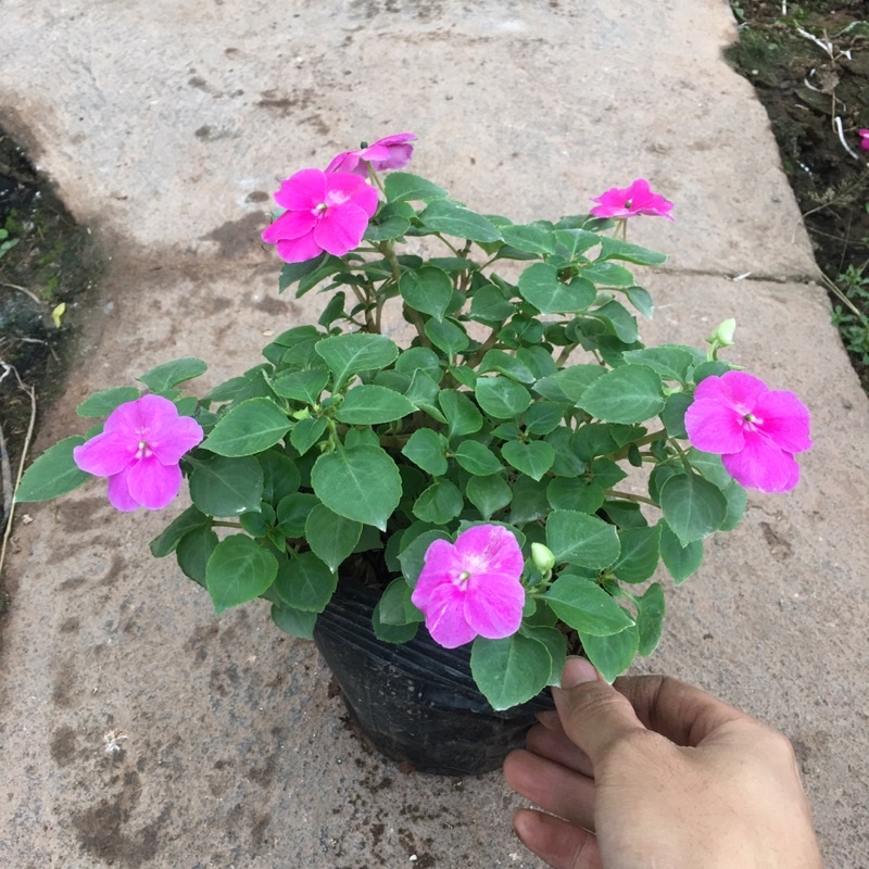 Hoa Ngọc Thảo Đơn Sẵn Nụ Và Hoa