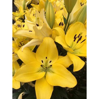 Combo 30 củ tulip