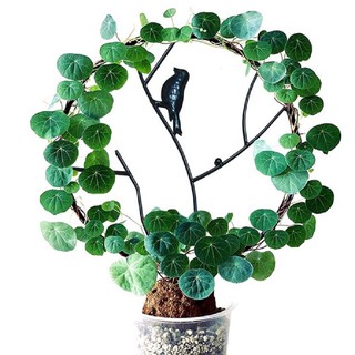 Khung tạo hình nghệ thuật trồng củ bình vôi, cây dây leo nhiều mẫu