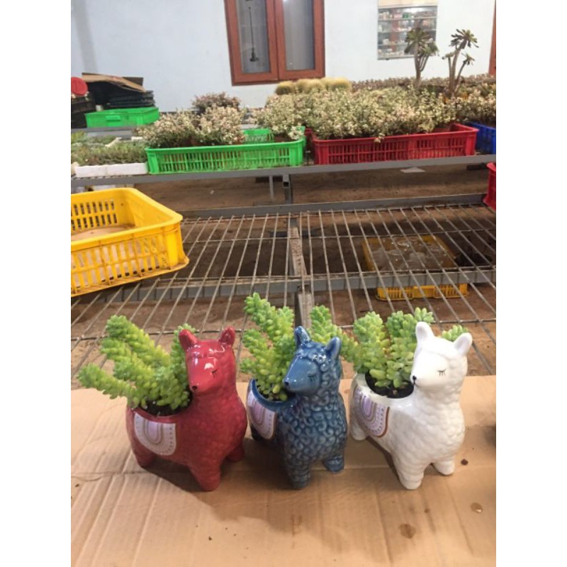 Chậu sứ mini hình chú nay