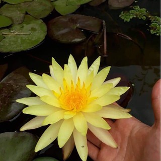 Cây hoa Súng Thái sắp cho hoa