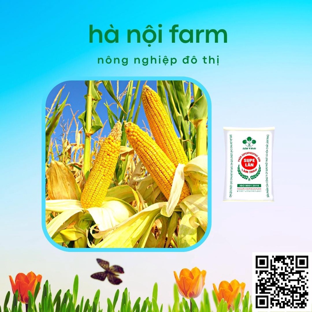 Phân Lân bột Lâm Thao- Supe 500g