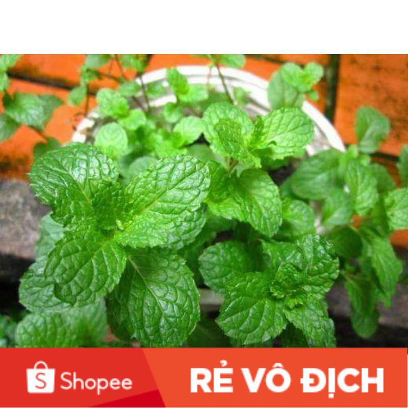 ( SỈ & LẺ) 100H rau húng bạc hà, húng lũi chất lượng cao