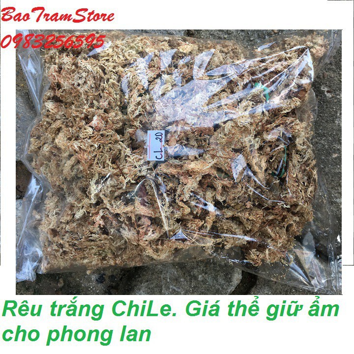 [SIEURE] Rêu trắng ChiLe - Giá thể giữ ẩm tuyệt vời cho phong lan, gói 100g hàng đẹp, phân phối chuyên nghiệp.