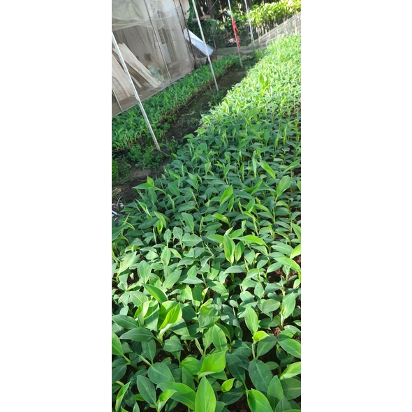 giống chuối xiêm cao 15cm đến 20cm/ cây trong bầu