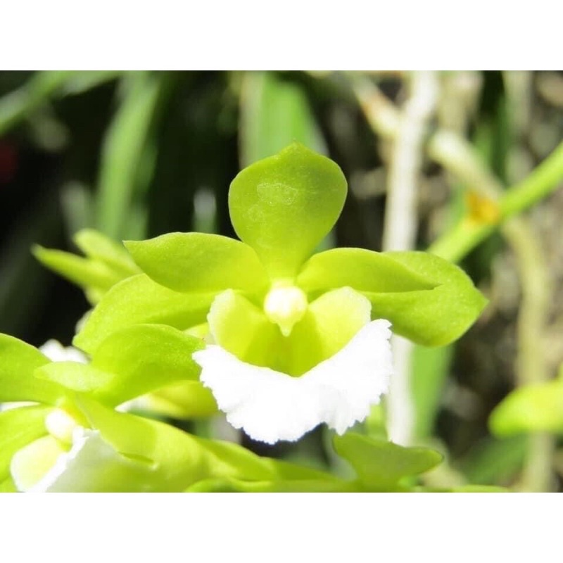 Hoa Lan cù lao minh sỉ 5k(set 5 cây)