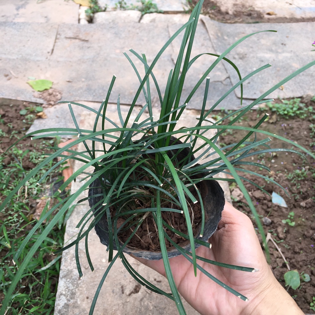 Cây CỎ Tóc Tiên Bụi Nhỏ Trồng Sẵn,Dễ Chăm Thích Hợp Làm Đường Riềm Sân Vườn