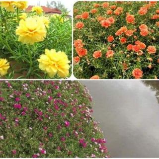 KHUYẾN MÃI MÙA HÈ- 100k 2,5Kg