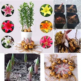 5 củ giống hoa ly cao
