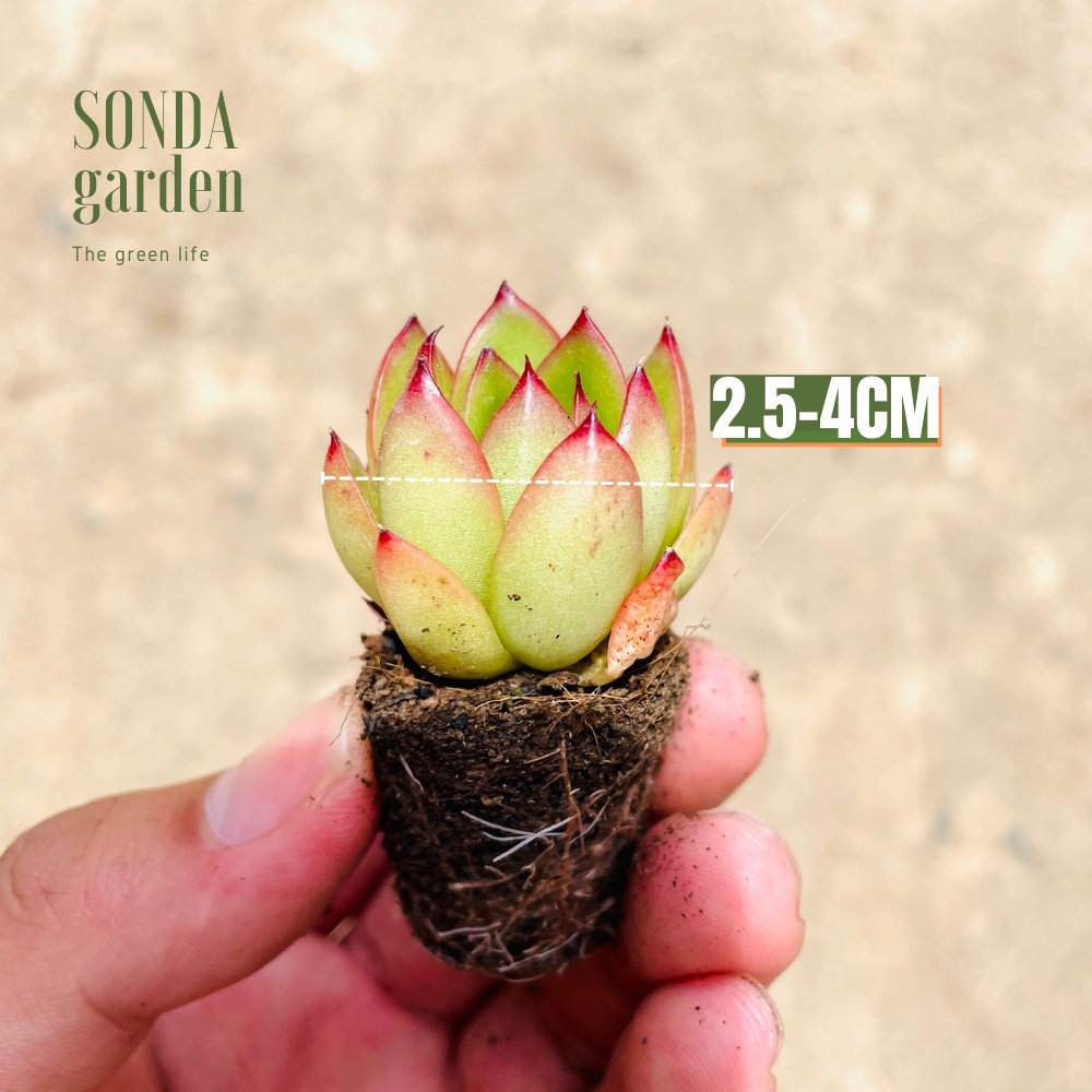 Sen đá viền lửa SONDA GARDEN size mini 2.5-4cm, cây cảnh trang trí nhà cửa, lỗi 1 đổi 1