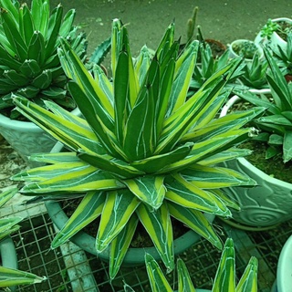 Dứa Vitoria var vàng size to