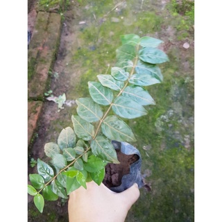 Cây găng nếp làm thạch (cây găng gai )- cây giống