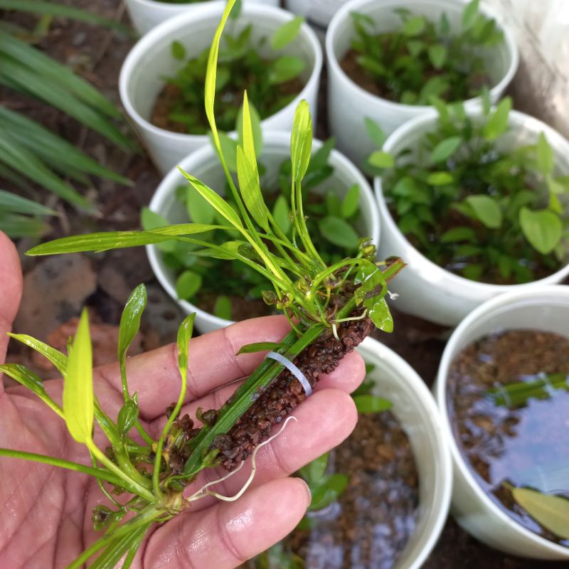 Cây thủy sinh lan nước trên thanh giá thể napad CTS20