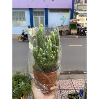 XƯƠNG RỒNG THANH SƠN LỚN