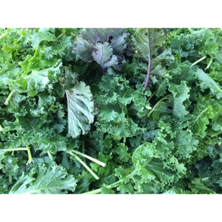 Hạt giống cải xoăn kale