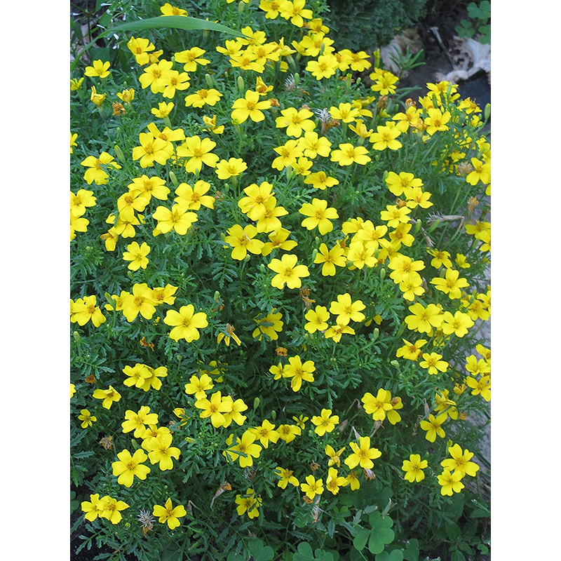 Hạt giống hoa cúc Tagetes đá quý chanh 30h