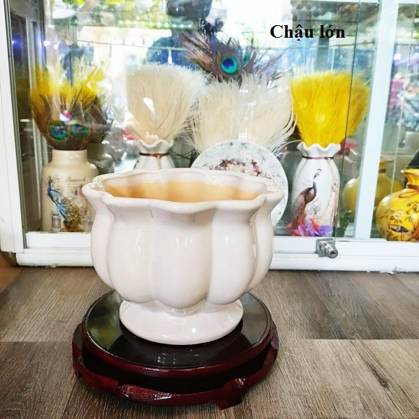 Chậu Gốm Sứ Tỏi Vành Hoa 🌷