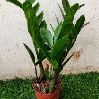 Chậu cây Kim Tiền để bàn (cây Kim Phát Tài)