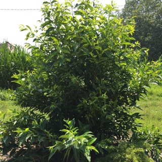 Lá Vối Tươi 1kg= 50k