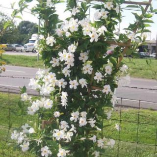Cây 🌲 Tuyết Anh ♌ leo siêu hoa