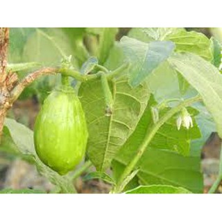30 hạt giống cà xanh giọt nước