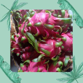 Thanh Long Ruột Đỏ (Chỉ Nhận Giao TP. Thủ Đức)