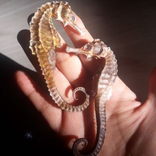 1 cặp cá ngựa khô size 13cm-14cm