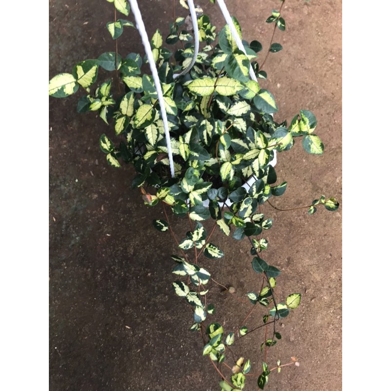 Chậu cứng thằn lằn var- thằn lằn ngũ sắc