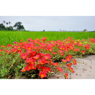 Hạt giống hoa mười giờ đơn Mix