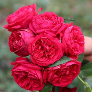 Hoa hồng leo Pháp Red Eden rose - màu đỏ, hoa thơm