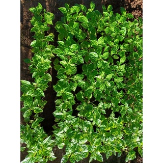 Cây ớt peru Aji charapita + tặng 10 trái chín