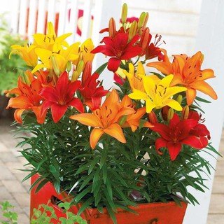 Củ ly lùn siêu hoa Hà Lan sai hoa (mã: 10)