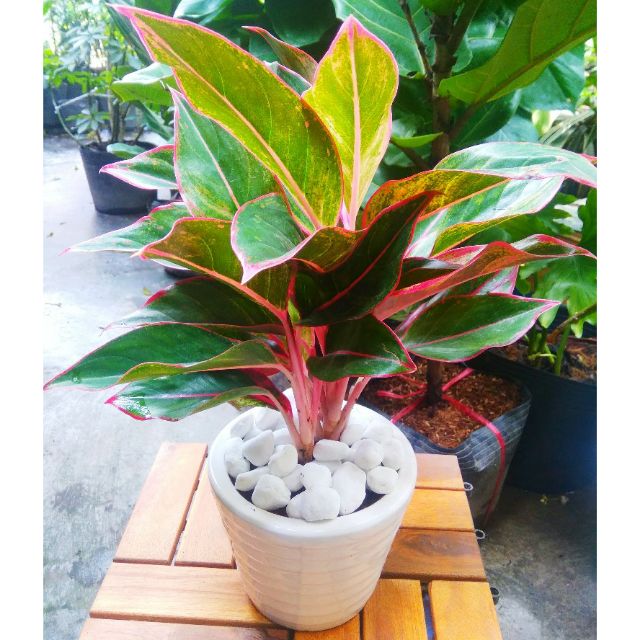 Cây Phú Quý Chậu Sứ
